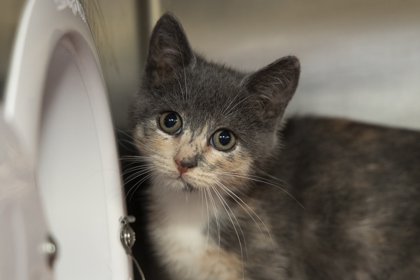08611B SERAPHINA- PETSMART NORTH CHARLESTON - Domestic Shorthair / Mix available for adoption