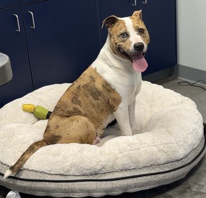 04063B Bethany photo