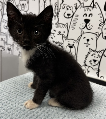 04922B Oreo photo