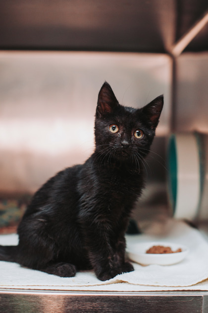 96185A MEERKAT - Domestic Shorthair / Mix available for adoption