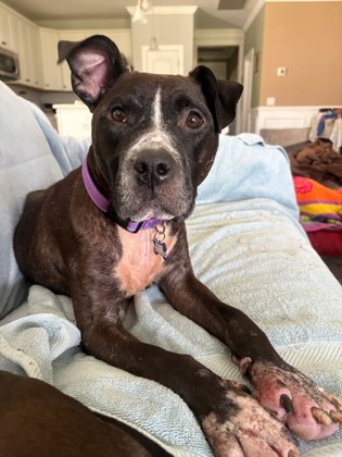04700b Miss Molly - Adoption Ambassador photo