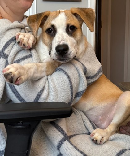 2427B CICI - Terrier / Mix available for adoption