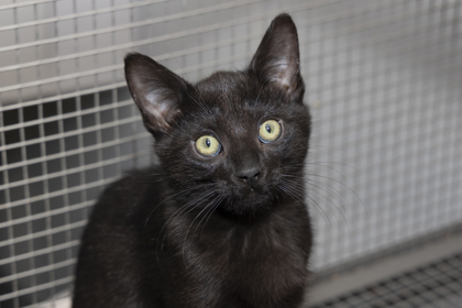 07998B DONKEY - Domestic Shorthair / Mix available for adoption