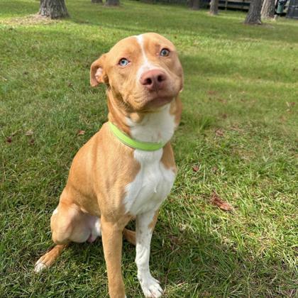 07391B JOCKO - Terrier / Mix available for adoption