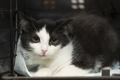 07188B HALEY - Domestic Shorthair / Mix available for adoption