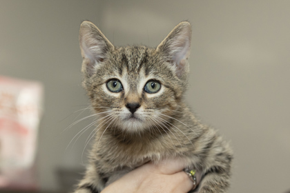 07669B MESSI - Domestic Shorthair / Mix available for adoption