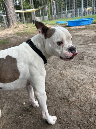 07694B BUCKAROO - American Staffordshire Terrier / Mix available for adoption