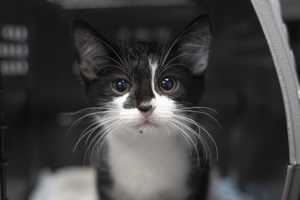 08802B TIK- PETCO NORTH CHARLESTON - Domestic Shorthair / Mix available for adoption