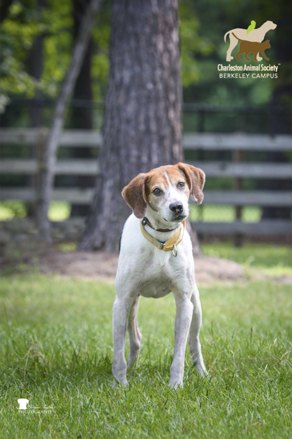85016a Walter - Adoption Ambassador photo