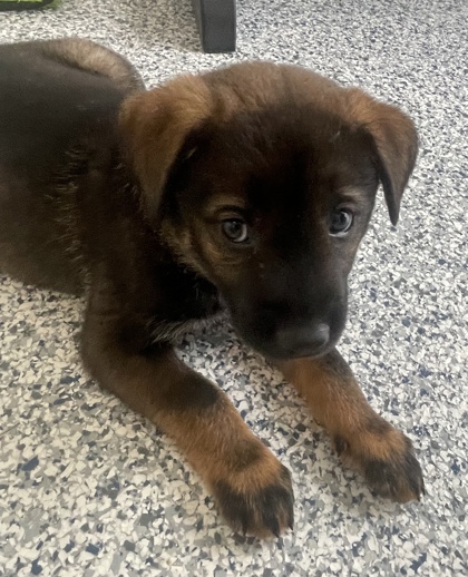 07715B Rolo Adoption Ambassador