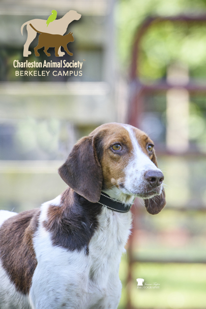 3772B Duke photo