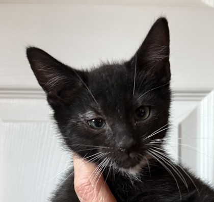 3753B Whiskey - Adoption Ambassador photo
