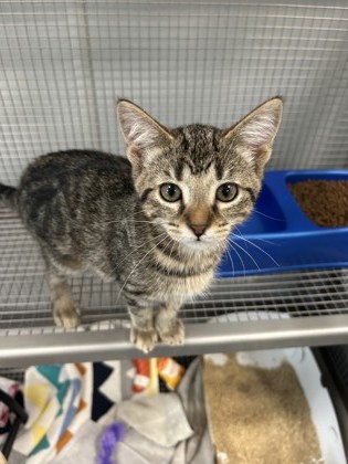 01353B MeMe - Pet Supplies Plus Goose Creek photo