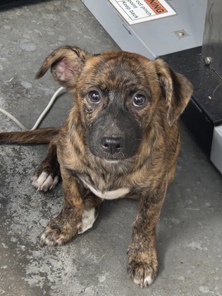 07681B BUFFY - ADOPTION AMBASSADOR - Standard Smooth Haired Dachshund / Mix available for adoption
