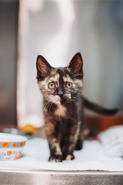 96236A IRIS - PETSMART JAMES ISLAND - Domestic Shorthair / Mix available for adoption