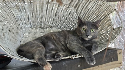 92144A Lola