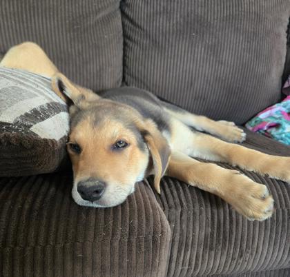 3532b Honeycrisp photo