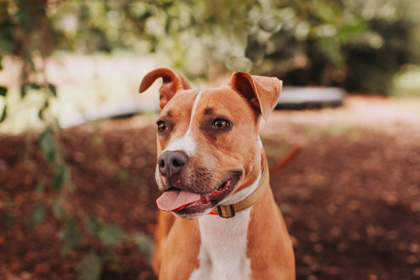96258A PREA - American Staffordshire Terrier / Mix available for adoption