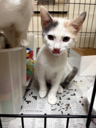 93465A ELEANOR - Domestic Shorthair / Mix available for adoption
