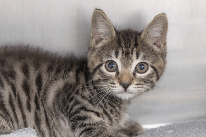 07705B ELEANOR - Domestic Shorthair / Mix available for adoption