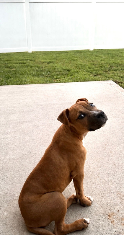 06821b Twix Adoption Ambassador photo