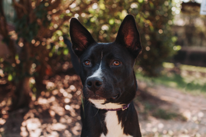 95838A ZACKERY - Alaskan Husky / Mix available for adoption