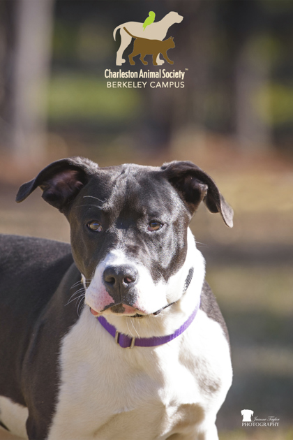 2560b Velcro - Adoption Ambassador photo