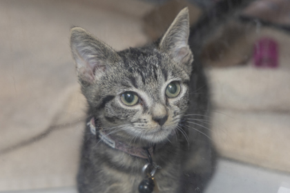 07012B HAZEL - Domestic Shorthair / Mix available for adoption