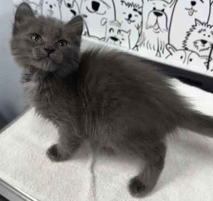 07409B MERRIWEATHER - Domestic Shorthair / Mix available for adoption