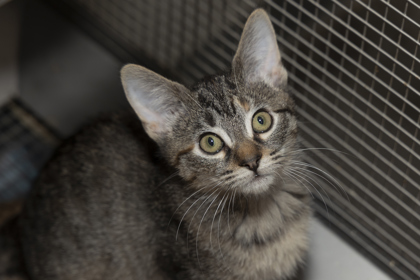 07995B FIONA - Domestic Shorthair / Mix available for adoption