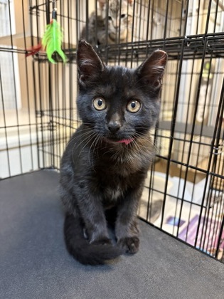 07576B SILLY SALLY - Domestic Shorthair / Mix available for adoption