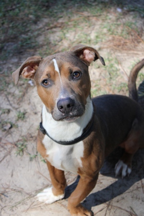 07339B JACK - Terrier / Mix available for adoption