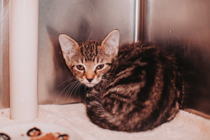 96314A BERRY - Domestic Shorthair / Mix available for adoption