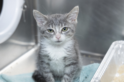 07887B FRAZZLE - Domestic Shorthair / Mix available for adoption