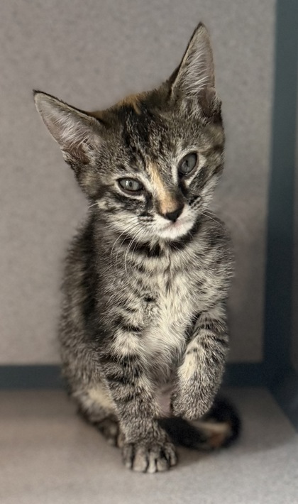 07997B DRAGON - Domestic Shorthair / Mix available for adoption