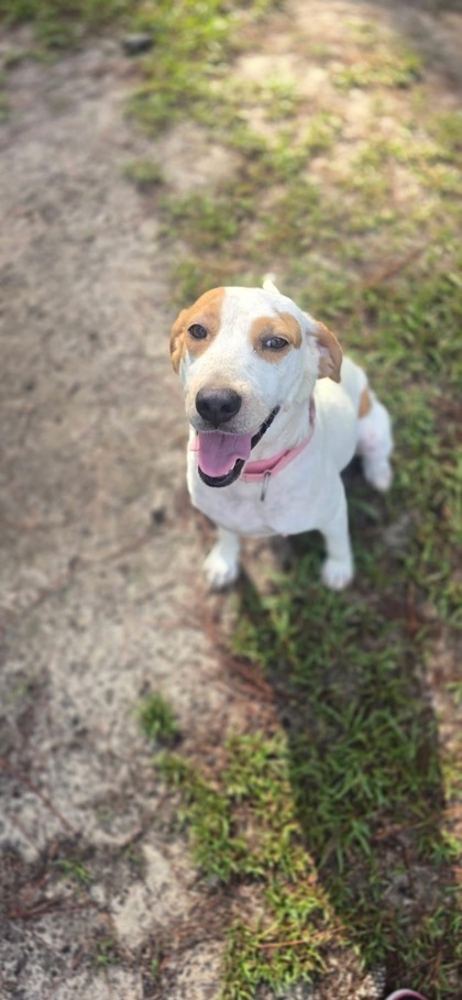 06943B Fawn - Adoption Ambassador photo