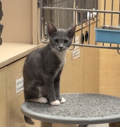 05614B Stormy PetSmart Summerville photo