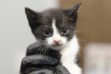 04556B MISS HASTINGS - SUMMERVILLE PETSMART