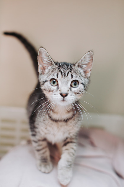 95256A OPALITE - Domestic Shorthair / Mix available for adoption