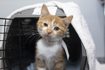 07255B PRINCESS PEACH - Domestic Shorthair / Mix available for adoption