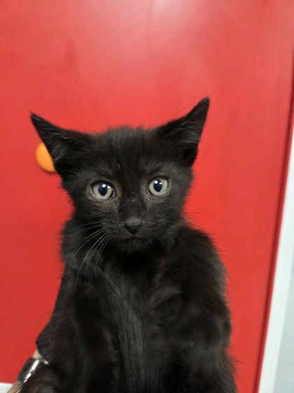 10420B CASPER PETSMART SUMMERVILLE - Domestic Shorthair / Mix available for adoption