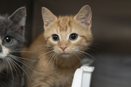 08609B GOURDY- PETSMART NORTH CHARLESTON - Domestic Shorthair / Mix available for adoption