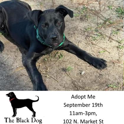 07346B MINERVA - American Staffordshire Terrier / Mix available for adoption