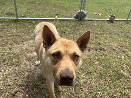 3873B Miss Priss photo