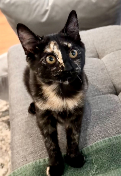 96861A RIVER - Domestic Shorthair / Mix for adoption in Mount Pleasant