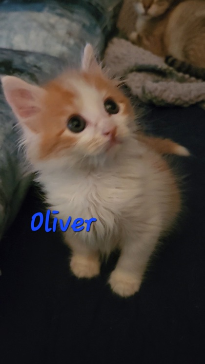 3874B Oliver Adoption Ambassador photo