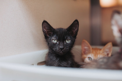 95585A SHAGGY - Domestic Shorthair / Mix available for adoption