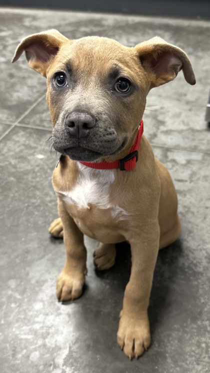 04633B Latte - With Adoption Ambassador photo