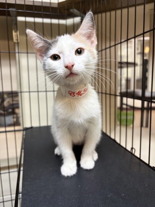 93465A ELEANOR - Domestic Shorthair / Mix available for adoption