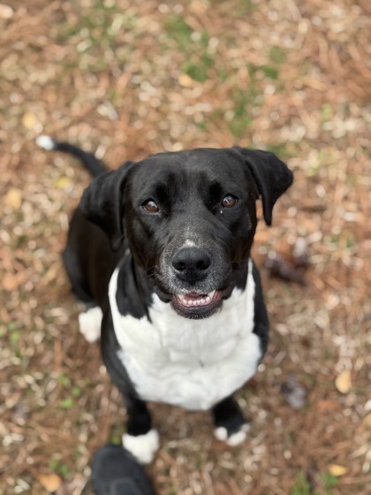 2577B Patty Cake photo